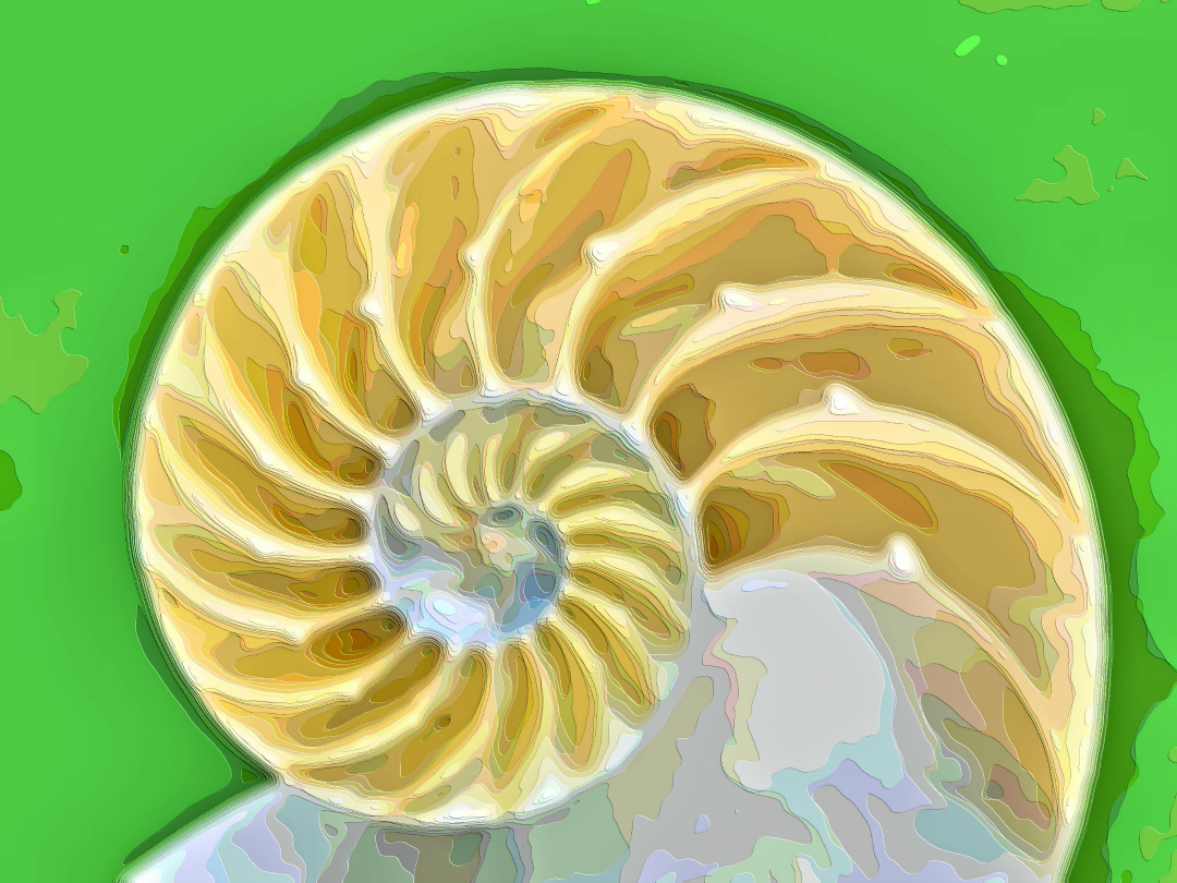 Art Print Seashells