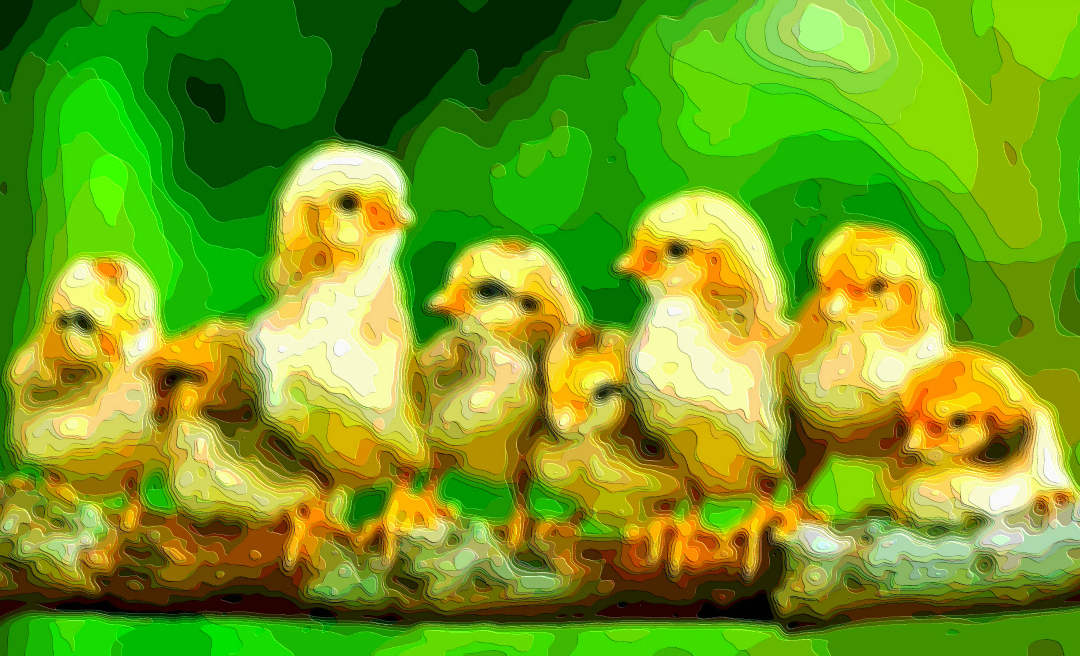 Animal Art Baby Chickens