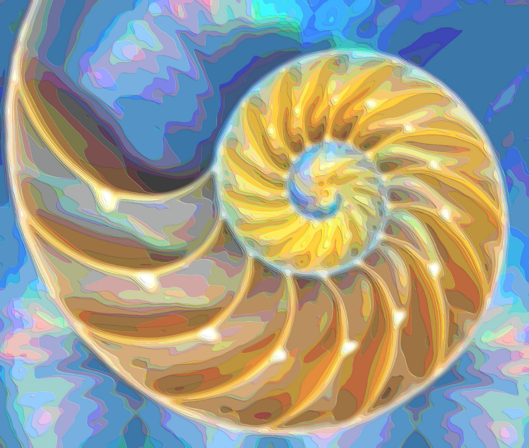 Nautilus Seashell 