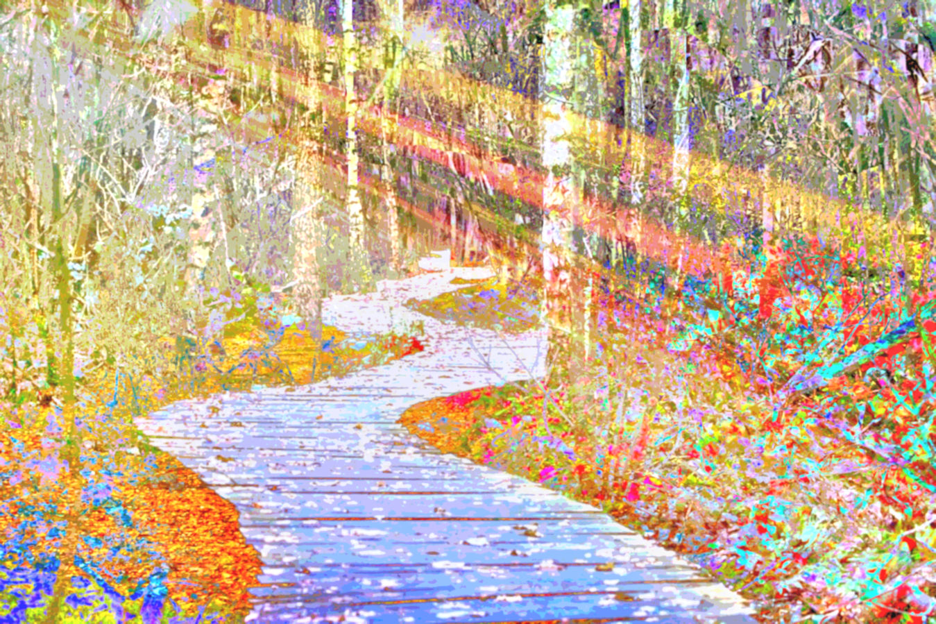 Sunny Forest Landscape